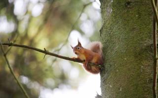Fears have been raised for red squirrels after a case of squirrelpox was found north of the central belt