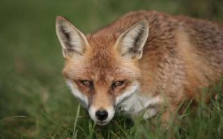 Two men have been arrested over alleged breaches of Scotland's new fox hunting laws