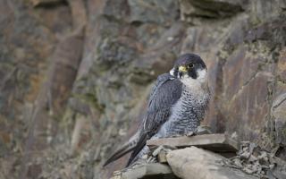 A peregrine falcon was found in Angus last month with severe injuries and later had to be euthanised