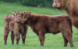 Maisie and Ishbel were born at the National Museum of Rural Life in East Kilbride