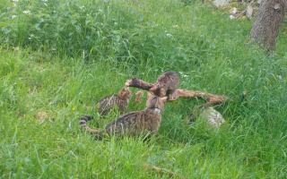 Two wildcats have given birth in a 'major milestone'