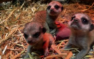 Blair Drummond Safari and Adventure Park have announced the 'joyful' arrival of three meerkat pups to parents Cardi B and Biggie