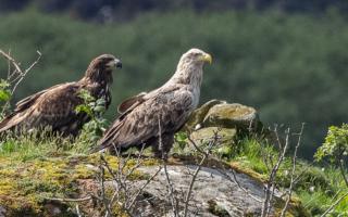 White-tailed sea eagles on the Isle of Mull