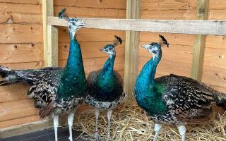 Freedom of the city for the peacocks of Pittencrieff Park was formally recognised at a special presentation at the birds' sanctuary