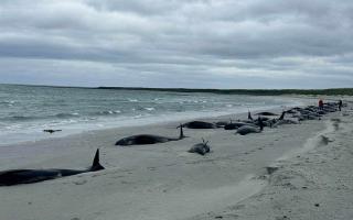 The stranded whales were spotted on Thursday on Sanday, Orkney