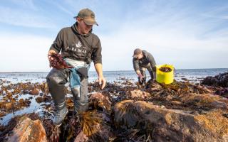 Seaweed Enterprises Limited has launched its new brand, House of Seaweed, as it aims to raise funds to establish the business as the largest multi-species seaweed processing hub in the UK