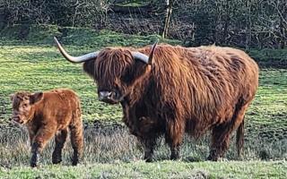 Scam website puts country park Highland cows up for sale