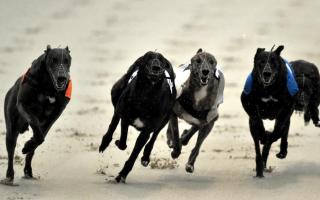 A new bill will make it an offence to permit greyhounds to compete in races at tracks in Scotland