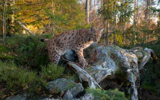 An exhibition on reintroducing lynx is touring southern Scotland