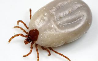 There are concerns about climate change boosting tick populations in Scotland