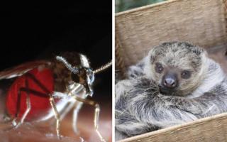 Sloth Fever spreads by midge bite