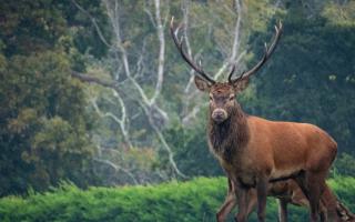 The Scottish Government is bidding to drive down the number of deer in the country