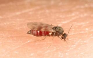 Midge season in Scotland runs between May and October