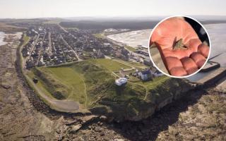 Burghead today, and John Ralph holding the Pictish ring after he found it