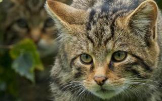 Scottish wildcats have been the focus of conservative efforts in the Cairngorms