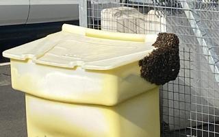 The bee swarm at Edinburgh Airport car park (Edinburgh Airport/PA Wire)