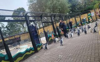 Edinburgh Zoo has brought back a 'reimagined' version of its world-famous penguin parade