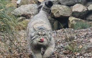 Akiko will be joined by a female Pallas's cat in the coming months