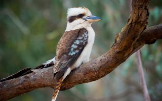 There are thought to be less than five or 10 Kookaburras in the entire UK.