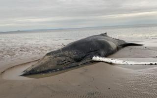 Members of the public reported hearing thuds of the whale thrashing its tail flukes, desperately trying to manoeuvre itself off the sand