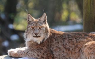 A expert on lynx reintroduction has shared his thoughts on why Scotland appears reluctant to welcome back the species