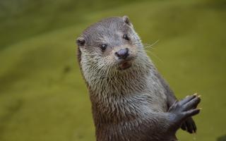 If you never see an otter again ­without thinking about a septic tank and a goose burger, then my work here is done