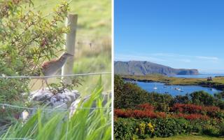 Corncrakes are one of 26 priority species listed by the National Trust for Scotland