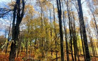 Aspens were once common in Scotland but have now largely disappeared as a result of deforestation and overgrazing