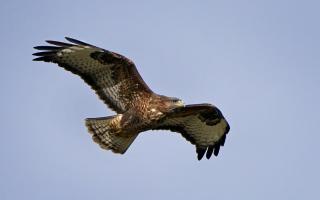 Dr Ruth Tingay of Raptor Persecution UK warned that “if the killings continue, it’s likely there will be a push to ban gamebird shooting outright.