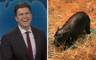 SNL joined in on the rivalry between Haggis and viral pygmy hippo Moo Deng