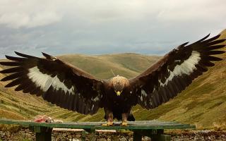 Golden eagle disappearances are being treated as suspicious