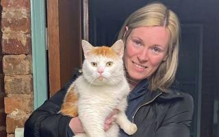 Beans, a ginger and white cat from Cumbernauld, North Lanarkshire, went missing from his home towards the end of October