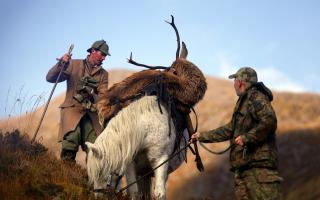 A highland pony leads a shooting party of Sgorr Ruadh on the Achnashellach estate in Wester Ross