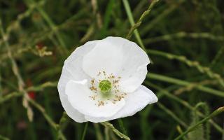 The Sunday National is displaying a white poppy on its front page today